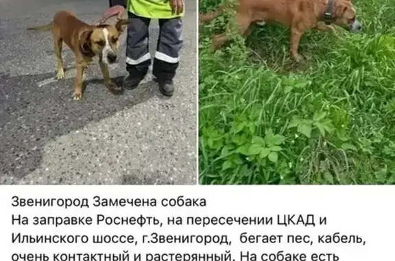 Найдена собака, Супонево-1, Псковская обл.