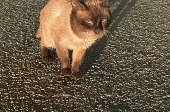 Найдена кошка, ул. Карбышева 48, Казань