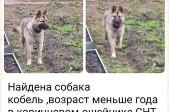 Найдена собака в Куровском, МО
