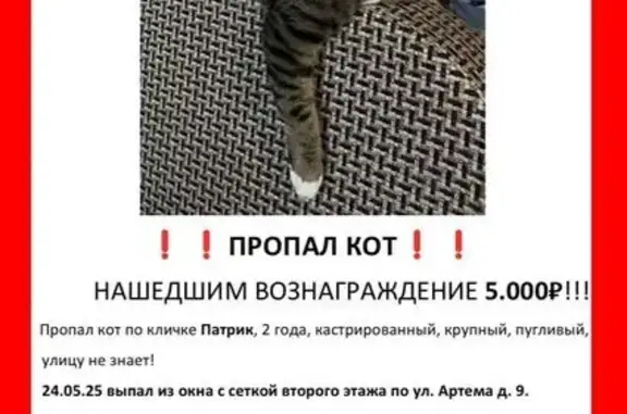 Пропала кошка на Артема 9, Стерлитамак