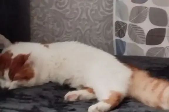 Объявления о пропавших и найденных животных, Бузулук, фото: Пропала кошка, 3-й мкр, д. 1, Бузулук