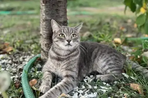 Пропала кошка, ул. Кочергина 78, Курганинск
