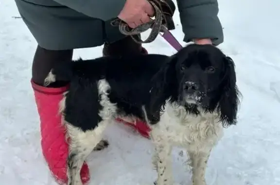 Собаки потеряшки, Королёв, фото: Потеряшка собака, ул. Ленина, 22А, Королёв