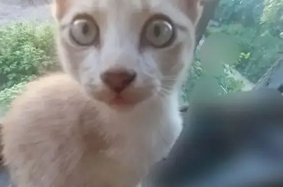 Кошки потеряшки, Павловск, фото: Потеряшка кошка, ул. Готвальда, 13, Павловск