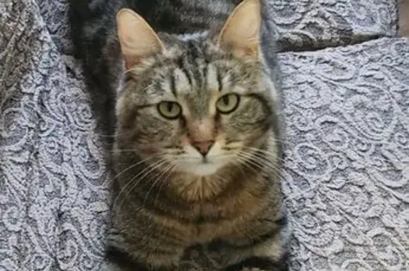 Кошки потеряшки, Калуга, фото: Потеряшка кошка Соня, Северный пер. 3, Калуга