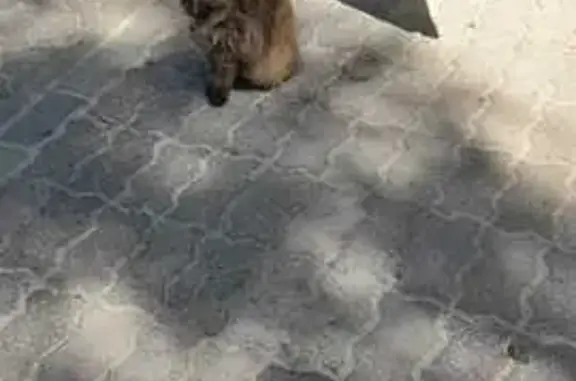 Кошка найдена на ул. Космонавтов, 10, Воронеж