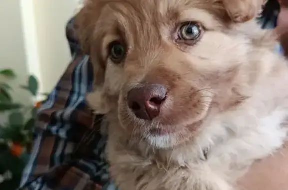 Найденные животные Прокопьевск, фото: Найдена собака, Парковая 3, Прокопьевск