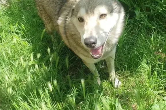 Собака найдена на ул. 15-я Линия, 3