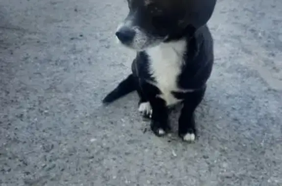 Собака найдена: пр-т Тракторостроителей, 16