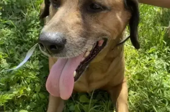 Найдена собака, , фото: Собака найдена: Рабочий пер., 1, Прибрежный