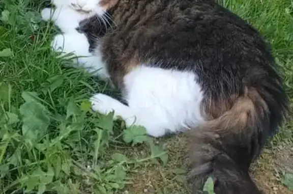 Кошки потеряшки, Московская область, фото: Потеряшка кот Бессон, д. Беляево МО