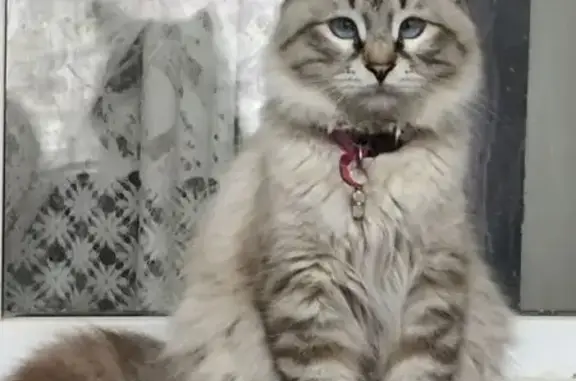 Пропал кот Персик, ул. Пальмирная 13, Махачкала