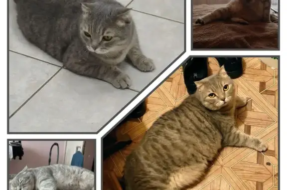 Кот найден в подъезде на Майском проезде, 5