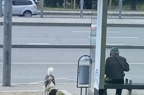 Собака найдена у Рублёвское шоссе, 10