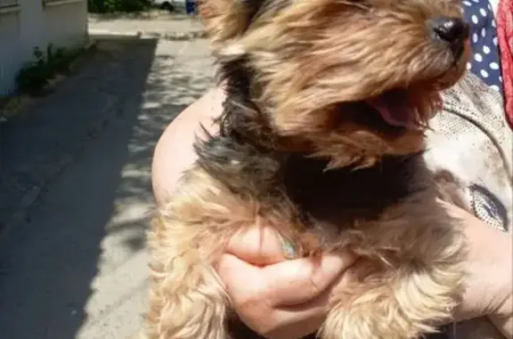 Найдена собака, Ростов-на-Дону, фото: Йорк найден: 2-я Краснодарская, 149