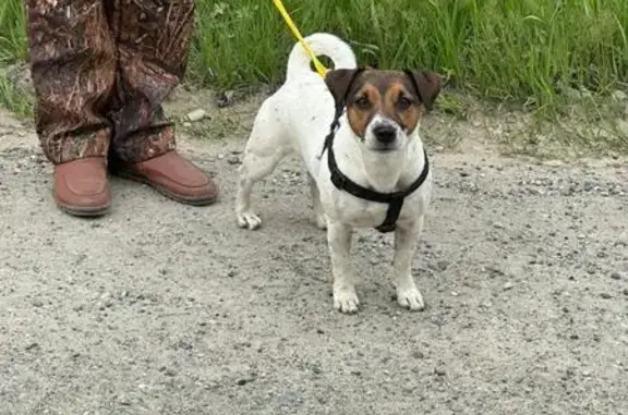 Собака найдена у СНТ Энтузиаст, Хабаровск