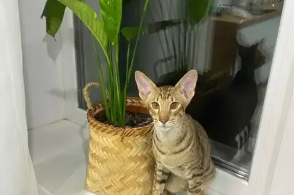 Кошки потеряшки, Саратовская область, фото: Потеряшка кошка в СНТ Нефтехимик, Трещиха