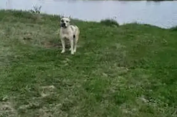 Бульдог найден: ул. Горького, 122, Братск - photo