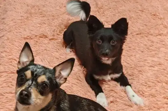 Кошки потеряшки, Барнаул, фото: Потеряшка кот Вася, ул. В. Кащеевой 25, Барнаул