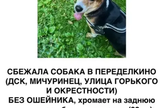 Пропала собака, ул. Горького 9, Переделкино