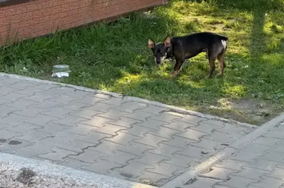 Собака найдена у Суворова, 25, Хабаровск