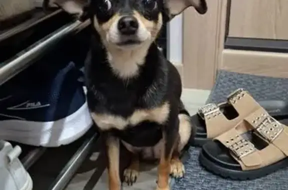 Собака найдена: 40-Летия Победы, 16