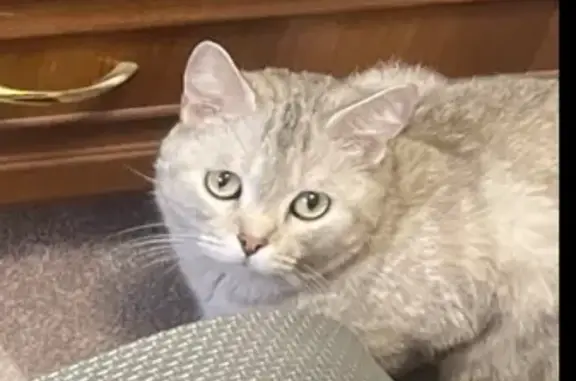 Кошки потеряшки, Барнаул, фото: Потеряшка кошка, ул. Сергея Ускова, Барнаул