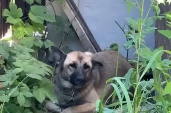 Овчарка найдена: Ягодная 1, Казань