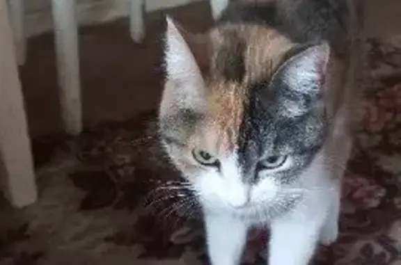 Кошки потеряшки, Кирово-Чепецк, фото: Потеряшка кошка, Первомайская 15/4