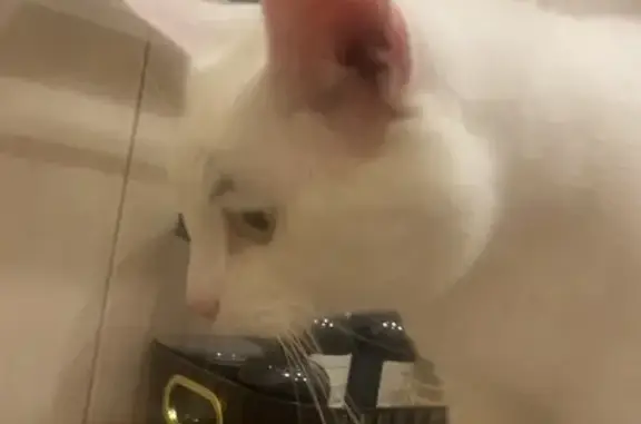 Найдена кошка, Мурманск, фото: Найдена кошка, ул. Свердлова 2, Мурманск