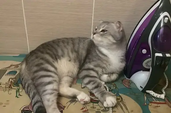 Кошки потеряшки, , фото: Потеряшка кошка, ул. Матросова, 99