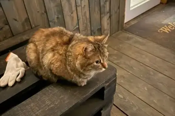 Найдена кошка, Московская область, фото: Найдена кошка, СНТ Джунгли, Назарьевское