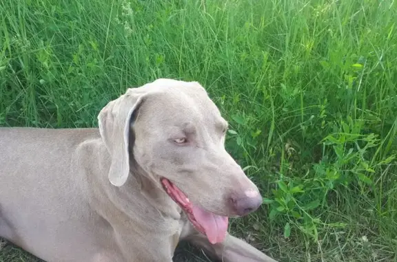 Собака найдена: Беговая ул., 44, Энгельс