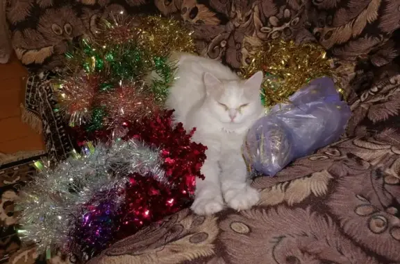 Пропала кошка, Неприкская ул., 34, Борское