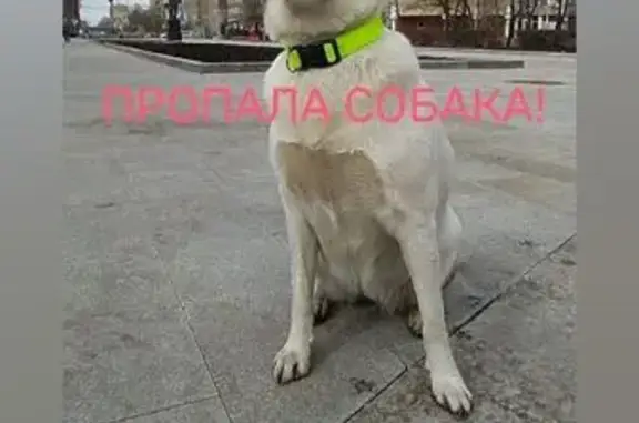 Собаки потеряшки, Челябинск, фото: Потеряшка собака, ул. Вязовая, 29, Челябинск