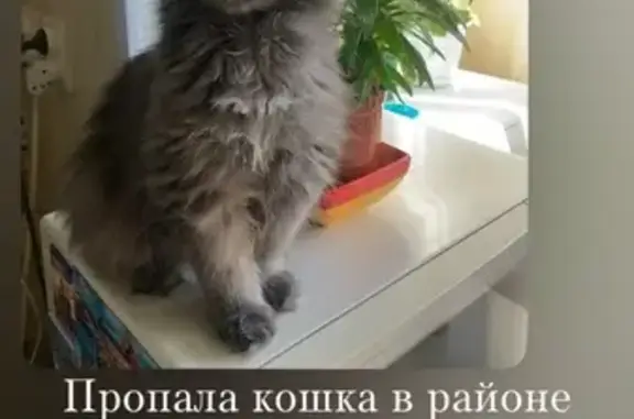 Пропала кошка, Ейск, ул. Казачья, 53