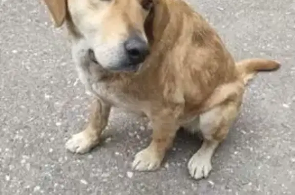 Найдена собака, Пятиморская 58/35, Астрахань