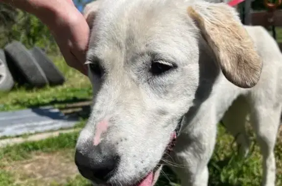 Собака найдена в Песчаных Ковалях, РТ