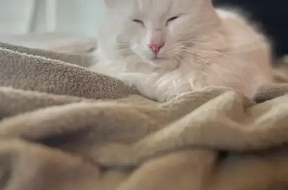 Кошки потеряшки, Шапкинское, фото: Потеряшка белый кот, ул. Солнечная, Сиголово