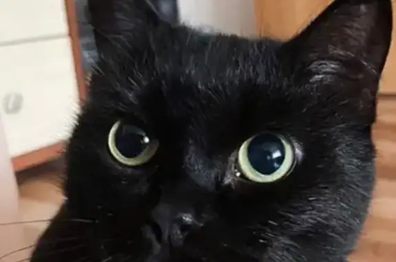 Кошки потеряшки, Красноярск, фото: Потеряшка кошка, Навигационная 7, Красноярск