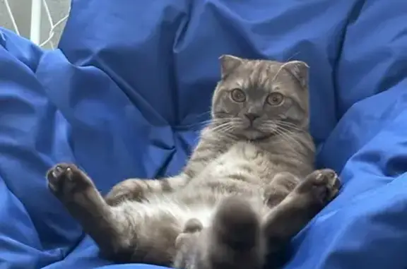 Пропала кошка, Парашютный проезд, 38