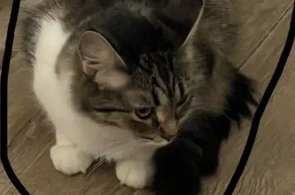 Кошки потеряшки, Москва, фото: Потеряшка кошка, Ленинградское ш., 110/2