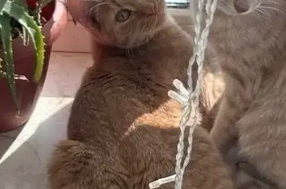 Пропала кошка, ул. Гагарина, 2, Отрадное