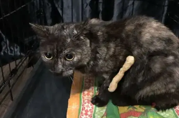 Кошка найдена на Забобонова, 2, Красноярск