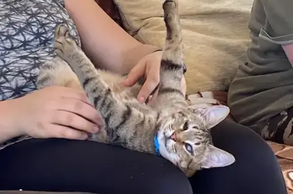 Пропала кошка, Ростовская обл., Кочеванчик