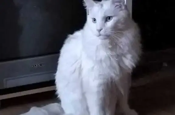 Кошки потеряшки, Свердловская область, фото: Потеряшка кошка, ул. Железнодорожник Снт