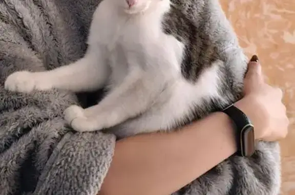 Кошки потеряшки, Челябинск, фото: Потеряшка кошка на ул. 250-Летия, 21