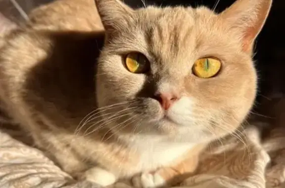 Пропала кошка, ул. Фрунзе 41, Озёры