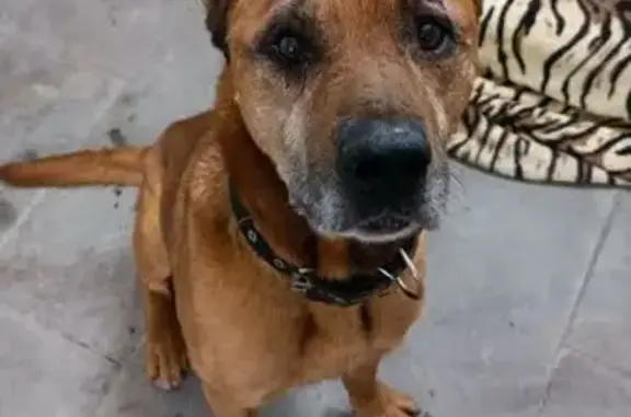 Найден пёс в Дивном, Ручейная ул. 6