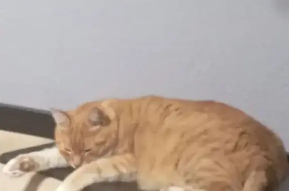 Кошки потеряшки, Нижний Новгород, фото: Потеряшка кошка, Гороховецкая 7Б, НН